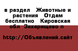  в раздел : Животные и растения » Отдам бесплатно . Кировская обл.,Захарищево п.